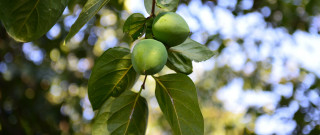 Branch green fruit leaves clouds - free nature wallpaper