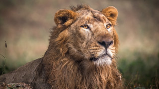 Lion sitting grass serious look - serious free wallpaper for desktop