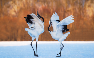 White birds spread wings snow - black wing free wallpaper