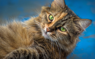 Cat green eyes blue surface 2 - brenda chamberlain free wallpaper