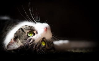 Black cat green eyes laying 7 - something free wallpaper