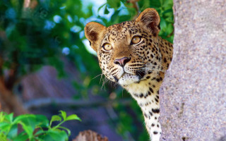 Leopard peeking behind tree zoo - a leopard free wallpaper