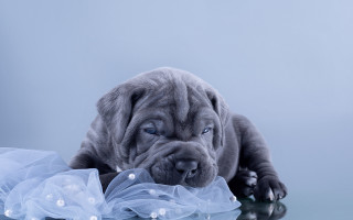 Dog dress ball neoclassicism marble - a dress free wallpaper