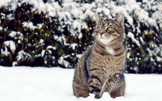 Cat snowy background bokeh focus - winter free wallpaper for desktop