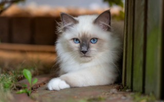White cat blue eyes laying - a white cat free wallpaper