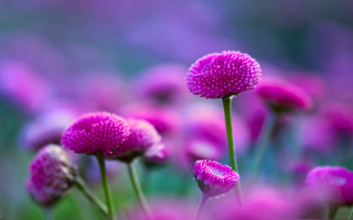 Purple flower bokeh background microscopic - a microscopic photo free wallpaper