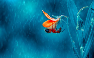 Red blue butterfly blue flower - butterfly free wallpaper