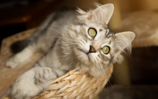 Curious cat in basket felix - a basket free wallpaper