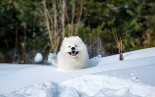 White dog running snow woods - in the wood free wallpaper