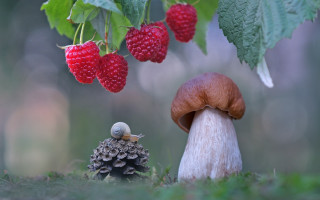 Mushroom berries leaves nature macro - near free wallpaper for desktop