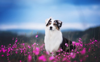 Dog flower field clouds sky - a field of flowers free wallpaper