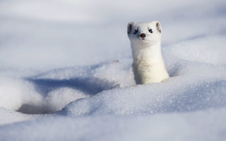 Small white animal snow curious - a curious look free wallpaper