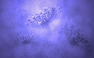 Blue plant foggy sky white - the foggy sky free wallpaper