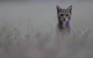 Cat field serious tiltshift superflat - serious free wallpaper for desktop
