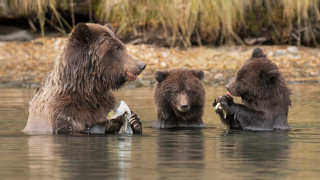 Bears fish duck water wildlife - free animals wallpaper