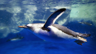 Penguin flying over water bubbles - a penguin free wallpaper