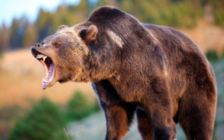 Brown bear open mouth wildlife - a brown bear free wallpaper