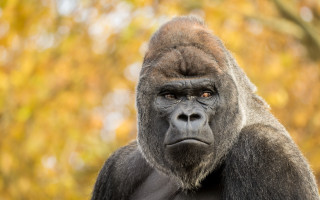 Gorilla camera blurry background bokeh - a gorilla free wallpaper