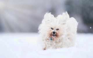 Small white dog snow frisbee - expressionism free wallpaper