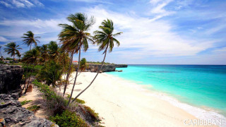 Beach palm trees cliff blue - impressionist free wallpaper