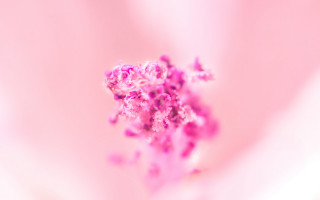 Pink flower macro hanami spring - pink free wallpaper for desktop