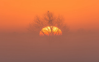 Foggy sunrise tree bird orange - sunrise free wallpaper