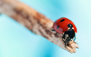 Ladybug branch blurry macro ecological - a blurry image free wallpaper