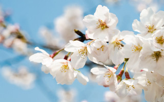 White flowers branch blue sky 3 - a branch of a tree free wallpaper
