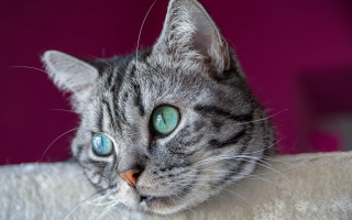 Cat blue eyes laying white - a pink background behind free wallpaper