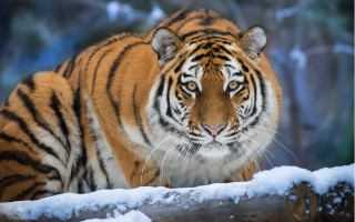 Tiger snow forest fence portrait - a tiger free wallpaper
