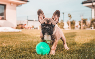Small dog green ball grass - the grass outside free wallpaper