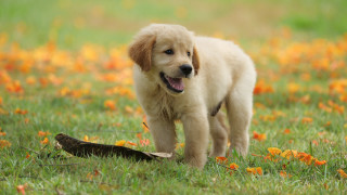 Puppy bird flower autumn blurry - nearby free wallpaper