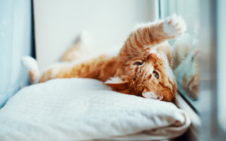 Cat pillow window glamor arabesque - a pillow free wallpaper