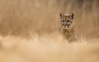 Mountain lion dry grass tilt - a dry grass field free wallpaper