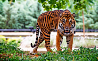 Lush green forest tiger walking - a tiger free wallpaper