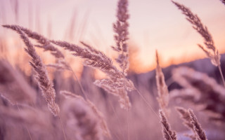 Sunset tall grass blurred forest - soft free wallpaper