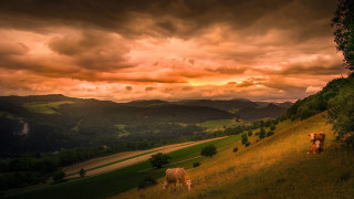 Cows grazing hilly landscape cloudy - landscape free wallpaper