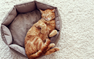 Cat bed orange sleeping carlos - a cat bed free wallpaper