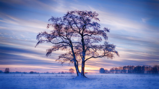 Lone tree snowy field sunset 3 - a lone tree in a snowy field free wallpaper