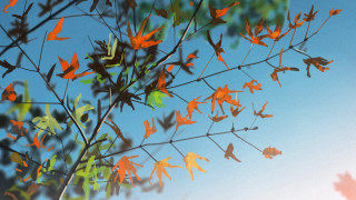 Orange leaves blue sky autumn - orange leaf free wallpaper