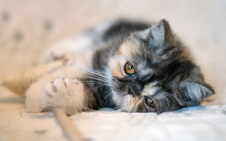 Cat mouse bed photorealistic blurry - a mouse free wallpaper