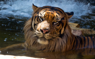 Tiger waterfall rocks flowing water - a tiger free wallpaper