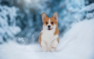 Small dog snow woods blurry - a small dog free wallpaper
