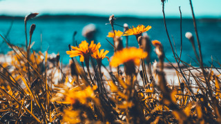 Yellow flowers grass ocean blue - top of a grass free wallpaper