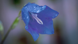 Blue flower water droplets macro 3 - amano free wallpaper