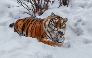 Tiger snowy winter outdoors puzzle - a tiger free wallpaper