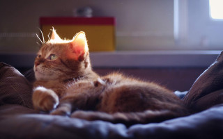 Cat light bed sunshine photorealistic - sunlight free wallpaper