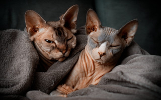 Sphinx hyena cats blanket sleeping - perfect free wallpaper