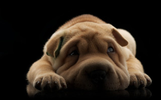 Sad shiba inu laying black - chang daichien free wallpaper
