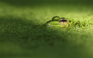 Frog large eye green surface - a frog free wallpaper